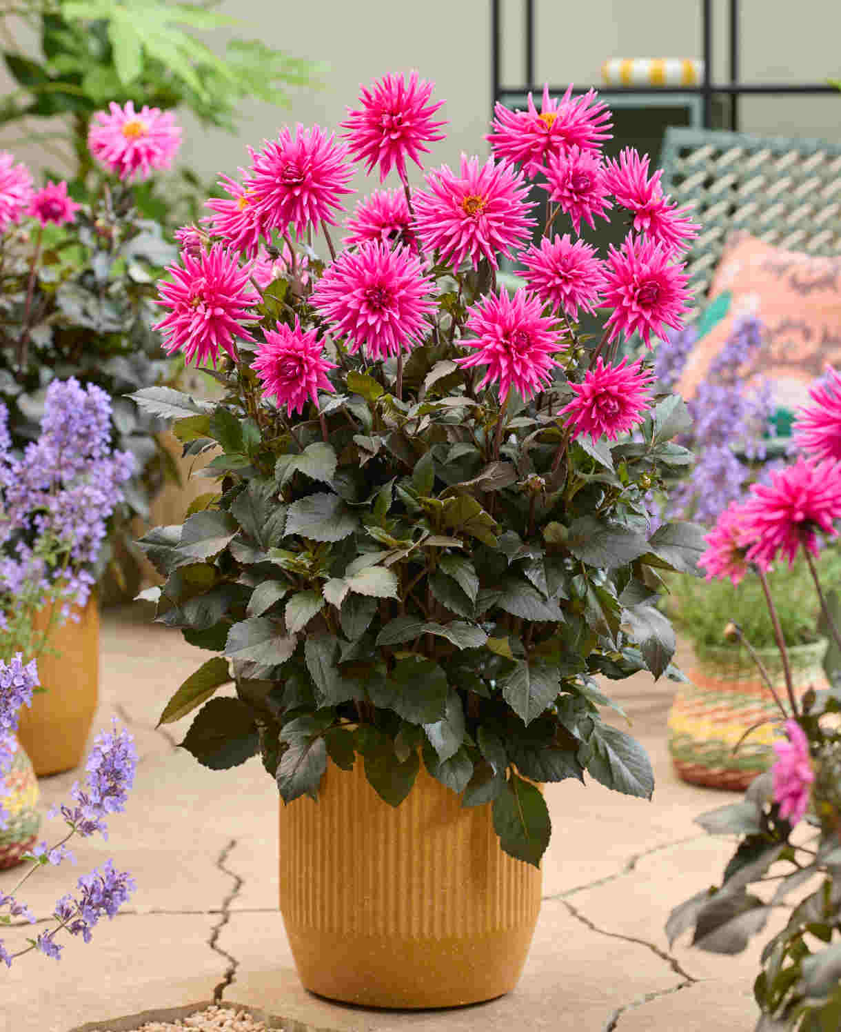 Dahlia Electro Pink - plug plants | Set of 10
