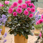 Dahlia Electro Pink - plug plants | Set-of-5