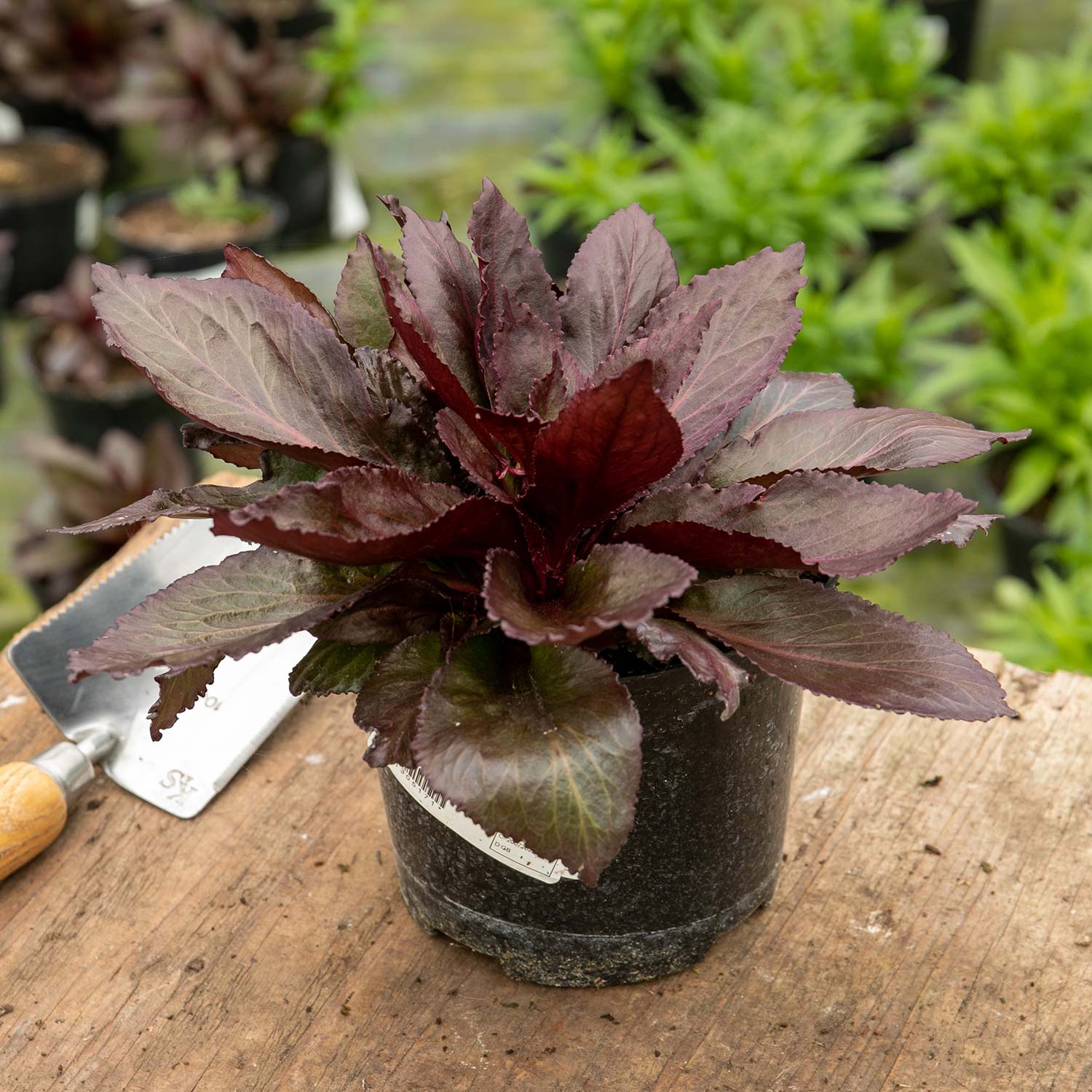 Lobelia 'starship Scarlet Bronze Leaf' Red Perennial For Borders And Pots | 3 x Jumbo Plugs | Red