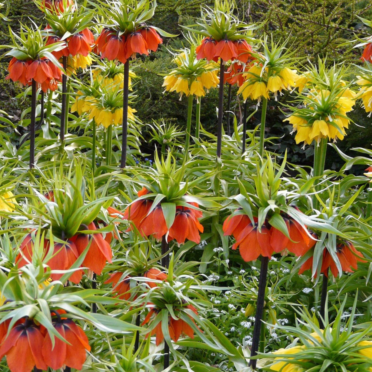 Snake's Head Fritillary - 3 Pcs. - Fritillaria 'lutea' - Flower Bulbs | Set of 3 | Yellow