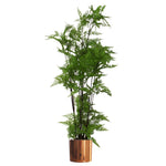 150cm Artificial Natural Moss Base Fern Foliage Plant With Copper Metal Plater