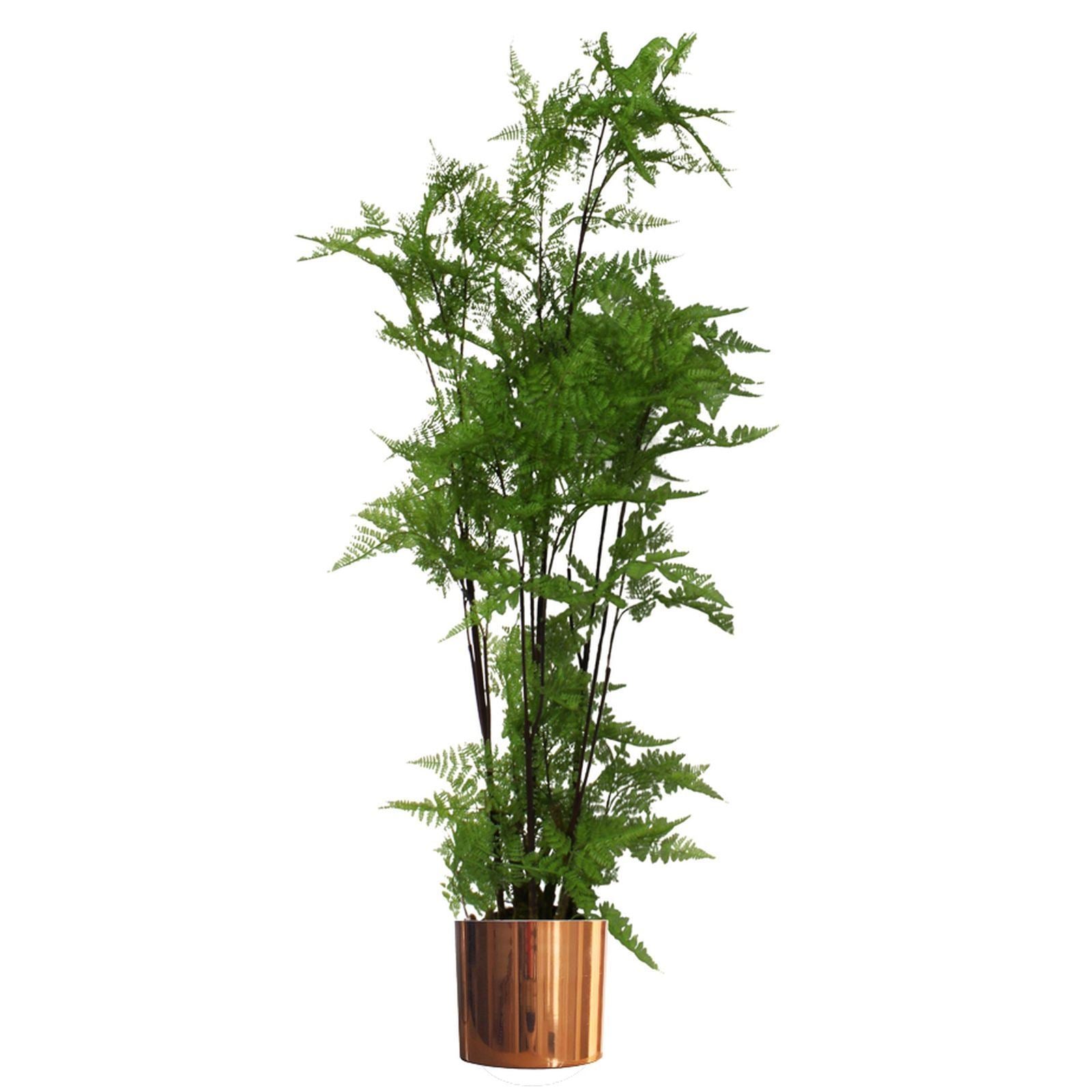 150cm Artificial Natural Moss Base Fern Foliage Plant With Copper Metal Plater