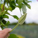 Clematis 'pilu' - Mauve Double Flowers, Container-friendly | 1 x 2L | Green & Pink