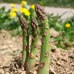 Asparagus Crowns Chefs' Choice | Set of 15 | Green