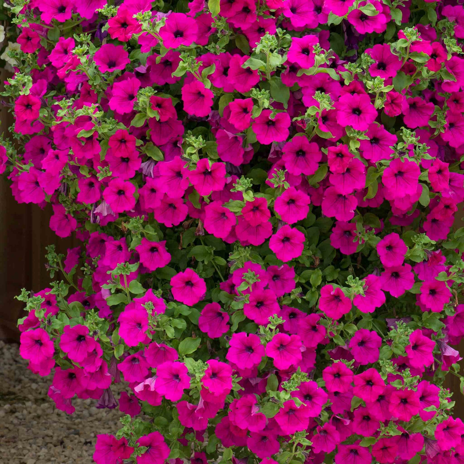Petunia Surfinia 'purple' Trailing Pot And Hanging-basket | 12 x Plug Plants | Purple