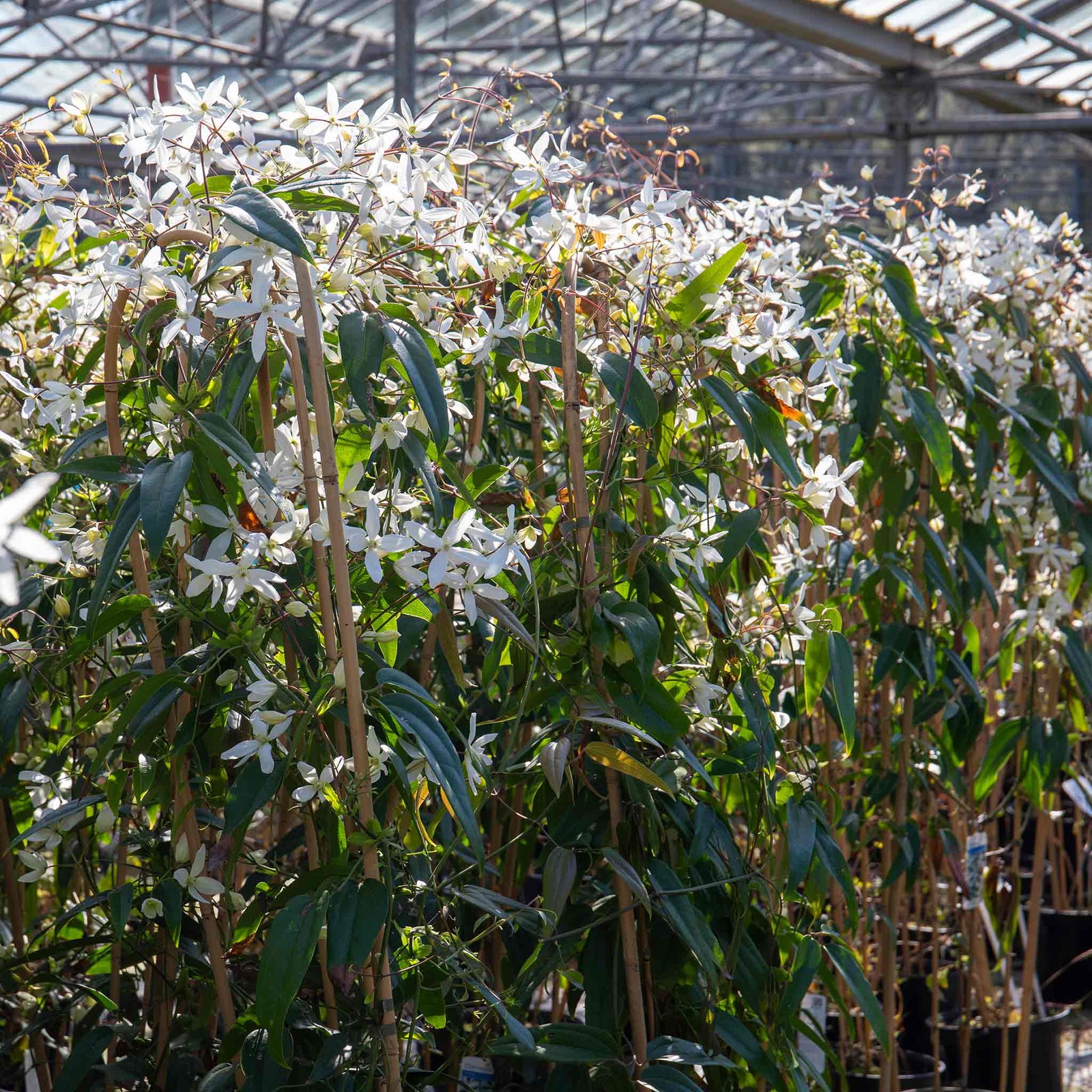 Clematis 'armandii' Evergreen Climber | 1 x 7.5L | Pink & White