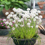 Hayloft Allium 'artisan Mix' 100 Bulbs