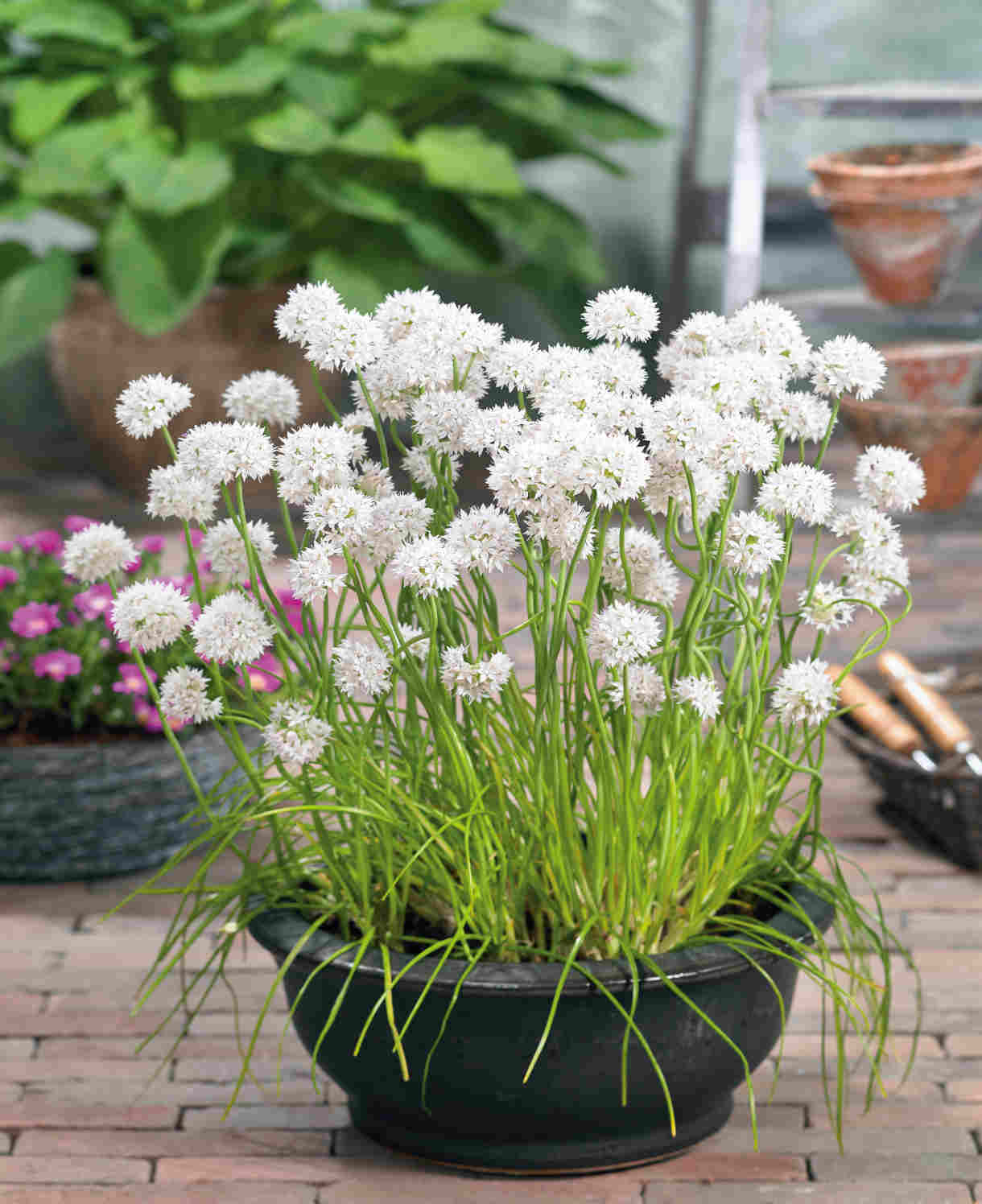 Hayloft Allium 'artisan Mix' 100 Bulbs