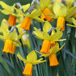 Hayloft Narcissus Jetfire - 30 Bulbs