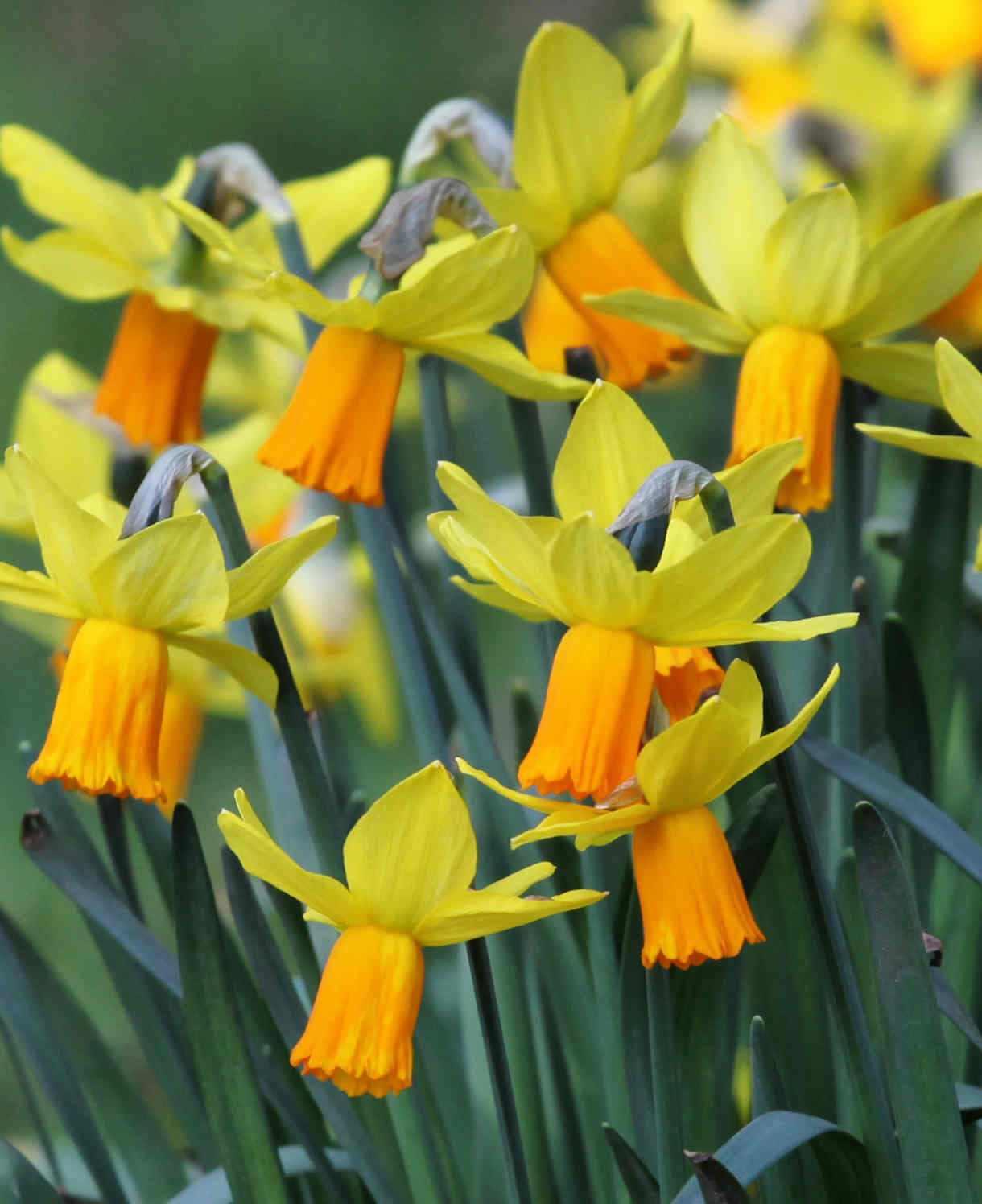 Hayloft Narcissus Jetfire - 30 Bulbs