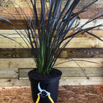 Phormium Platts Black Shrub Plant Large 60cm Tall In A 3 Litre Pot