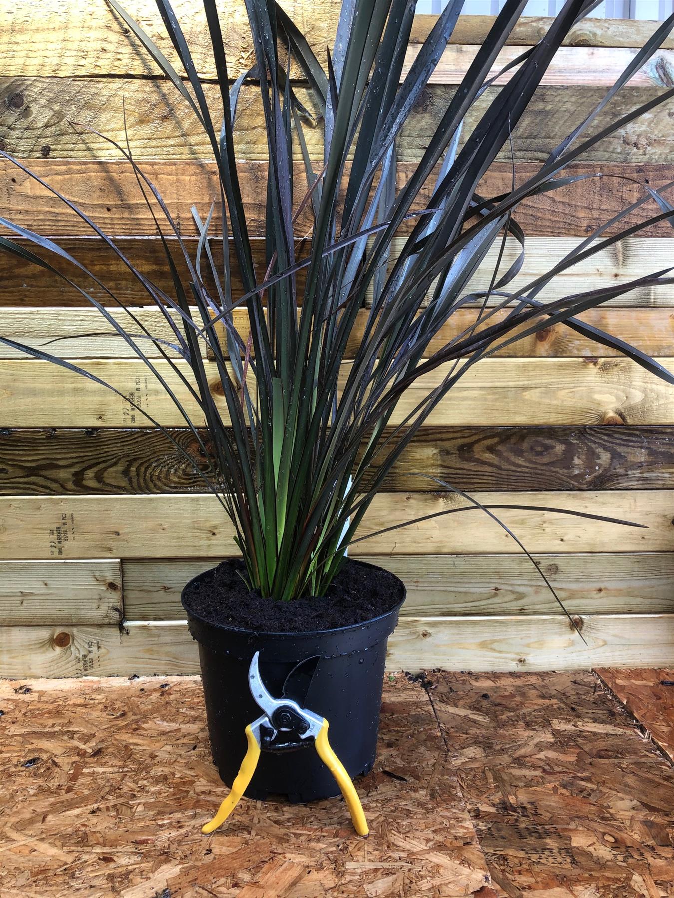 Phormium Platts Black Shrub Plant Large 60cm Tall In A 3 Litre Pot