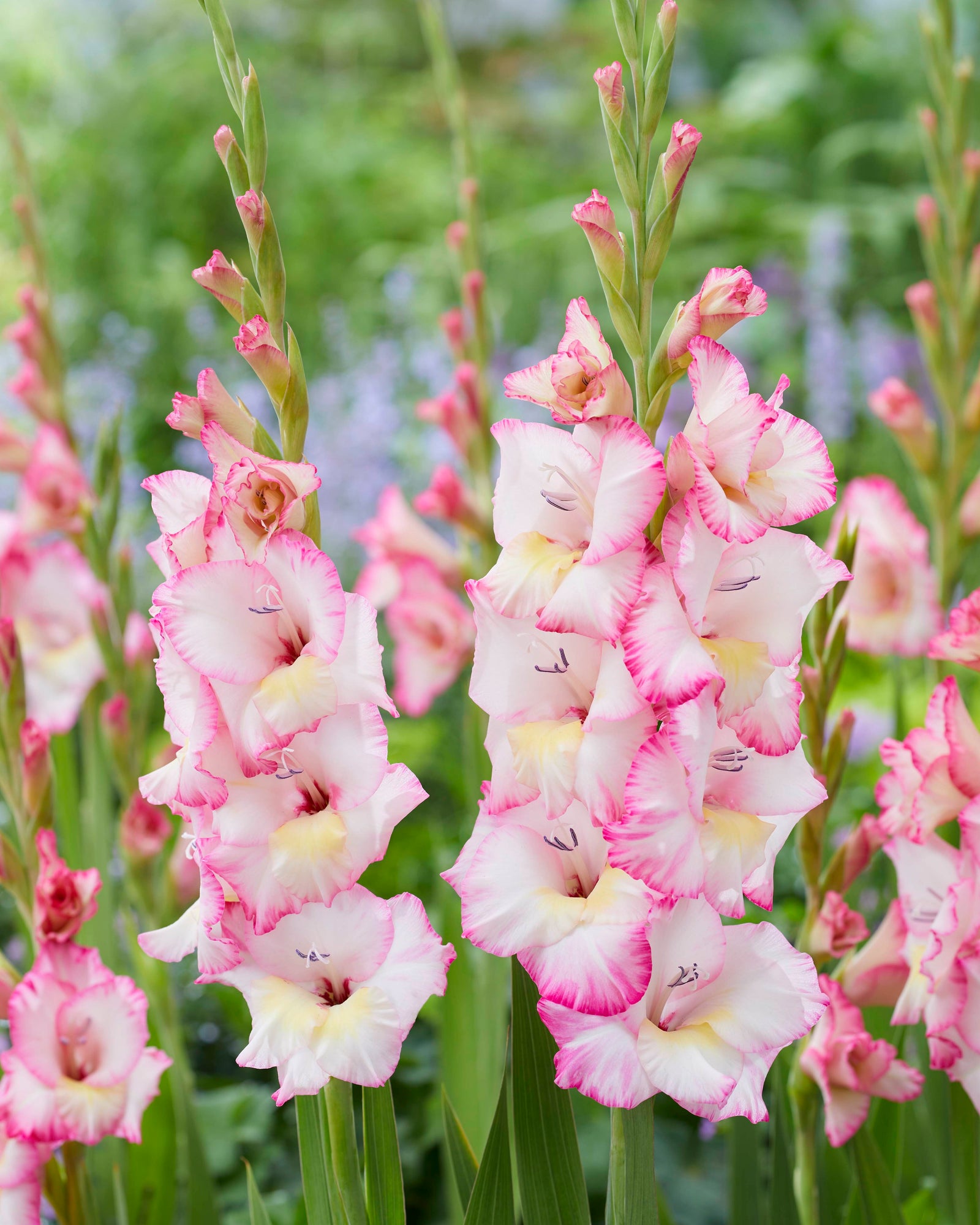 Gladioli Gladdies Trio | Set of 24