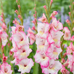 Gladioli Gladdies Trio | Set of 48