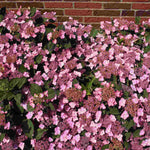 Hydrangea Serrata Koreana - 9cm pots | 1 x 9cm | Pink