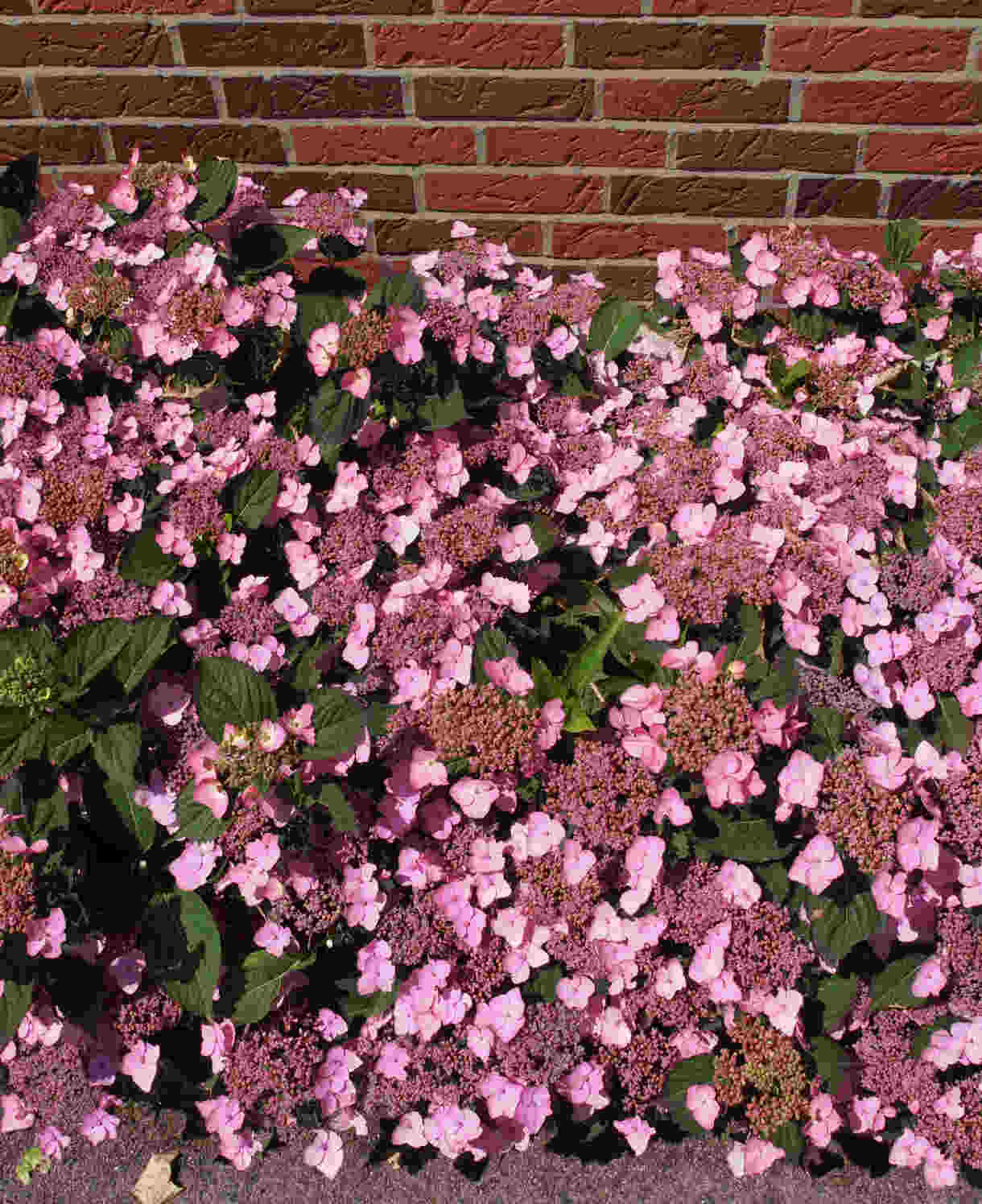 Hydrangea Serrata Koreana - 9cm pots | 1 x 9cm | Pink