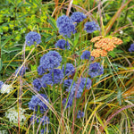 Allium 'caeruleum' — Bright Blue Flowerheads, 60cm | 20 x Bulbs | Blue