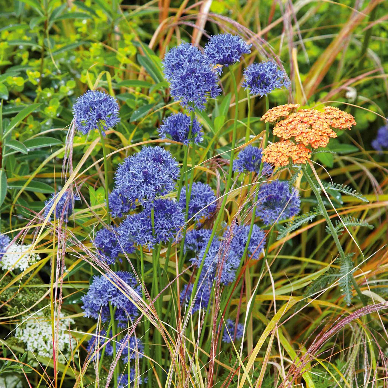 Allium 'caeruleum' — Bright Blue Flowerheads, 60cm | 20 x Bulbs | Blue