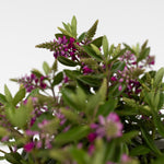 Evergreen Shrub - 3 Pcs. - Hebe All Blooms 'samona' - Height 30-35cm - ⌀13cm | Set of 3 | Pink