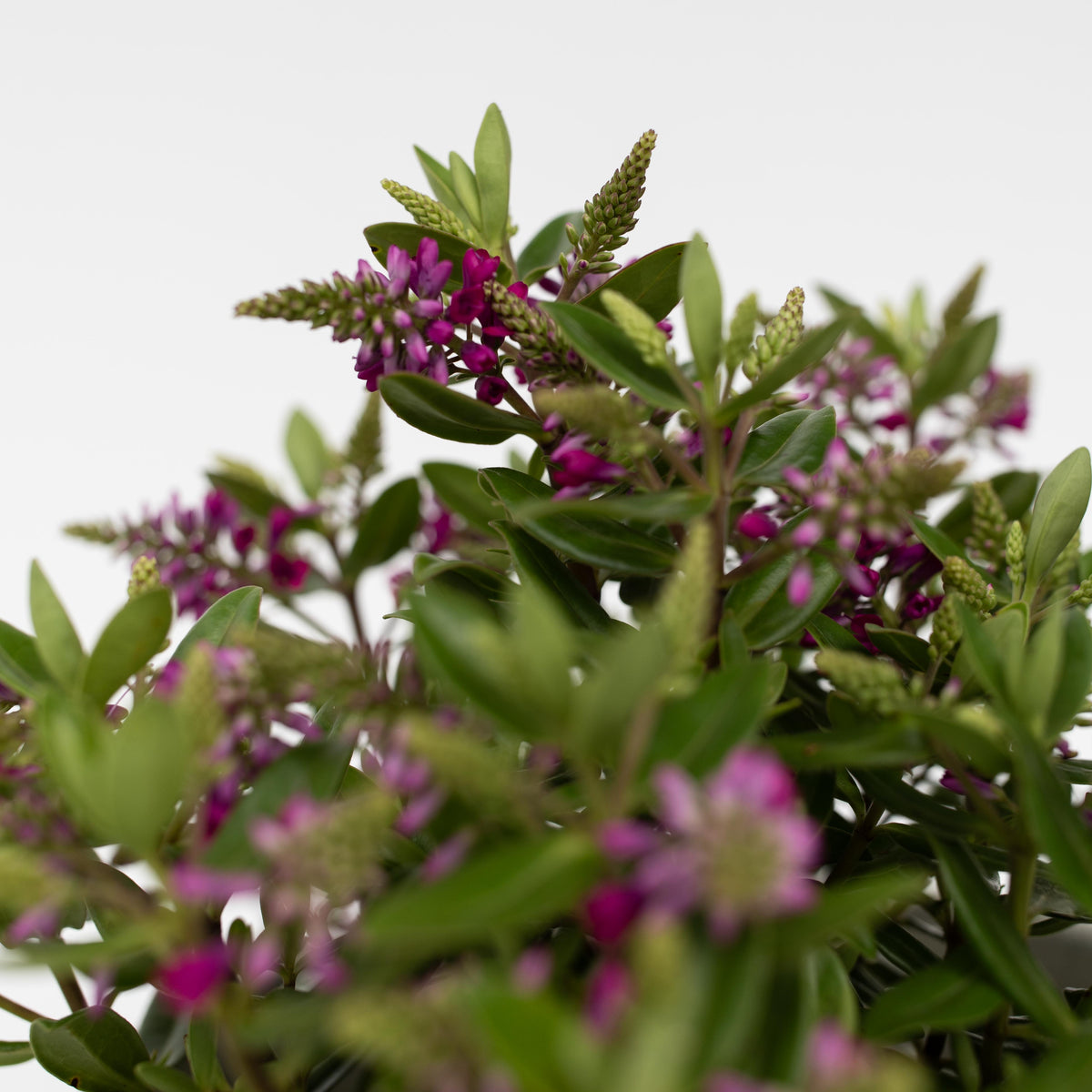 Evergreen Shrub - 3 Pcs. - Hebe All Blooms 'samona' - Height 30-35cm - ⌀13cm | Set of 3 | Pink