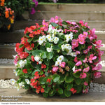 Begonia Lotto Mixed Garden Ready Plants | 48 x Garden Ready Plants