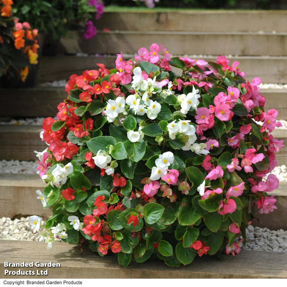 Begonia Lotto Mixed Garden Ready Plants | 48 x Garden Ready Plants