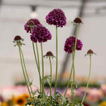 Scabious 'dark Purple Scoop' Deep Purple Perennial, 60–75cm | 12 x Plug Plants | Dark Purple