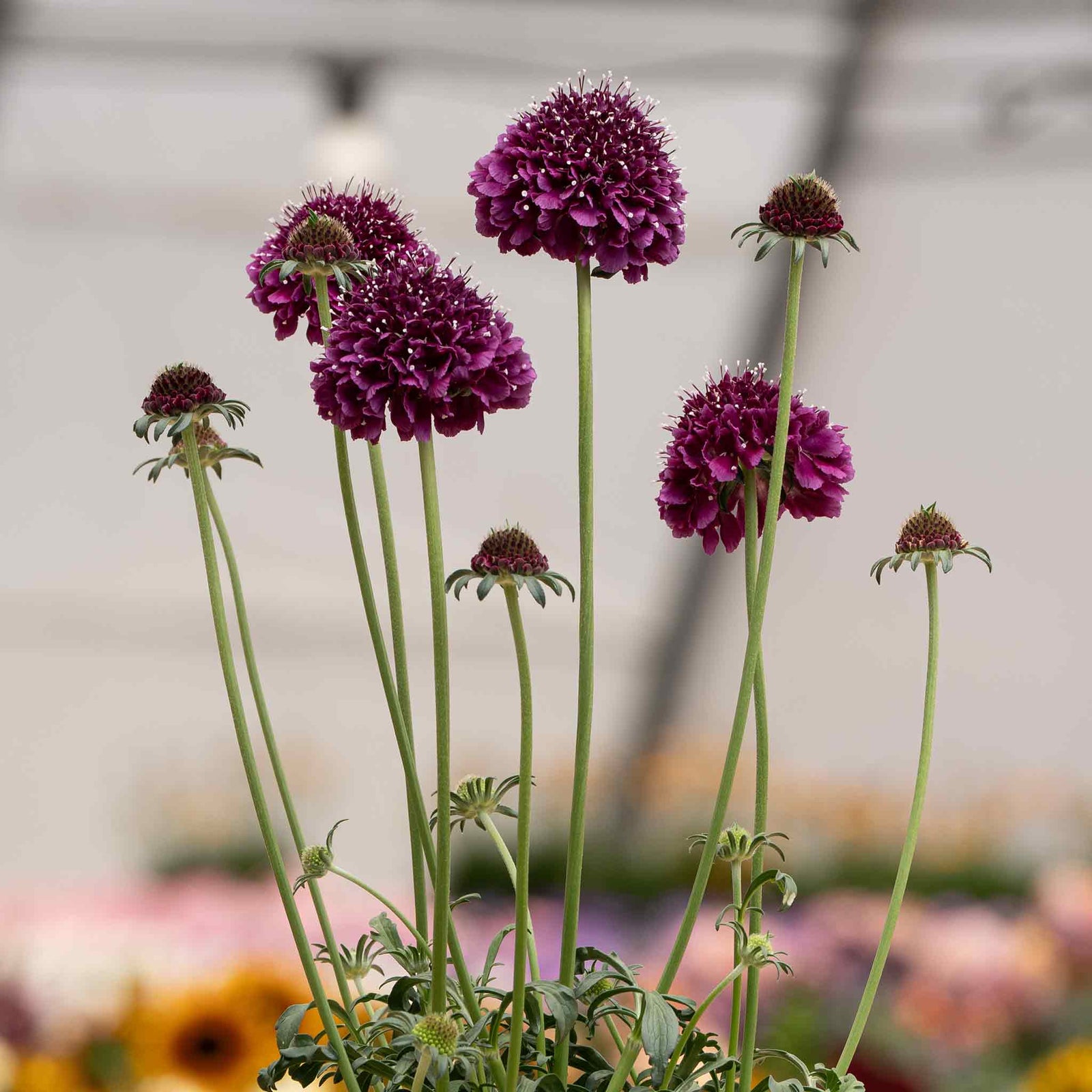Scabious 'dark Purple Scoop' Deep Purple Perennial, 60–75cm | 12 x Plug Plants | Dark Purple