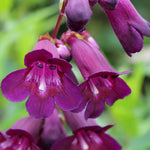 Penstemon 'pensham Eleanor Young'  - 9cm Pots | 3 x 9cm | Red