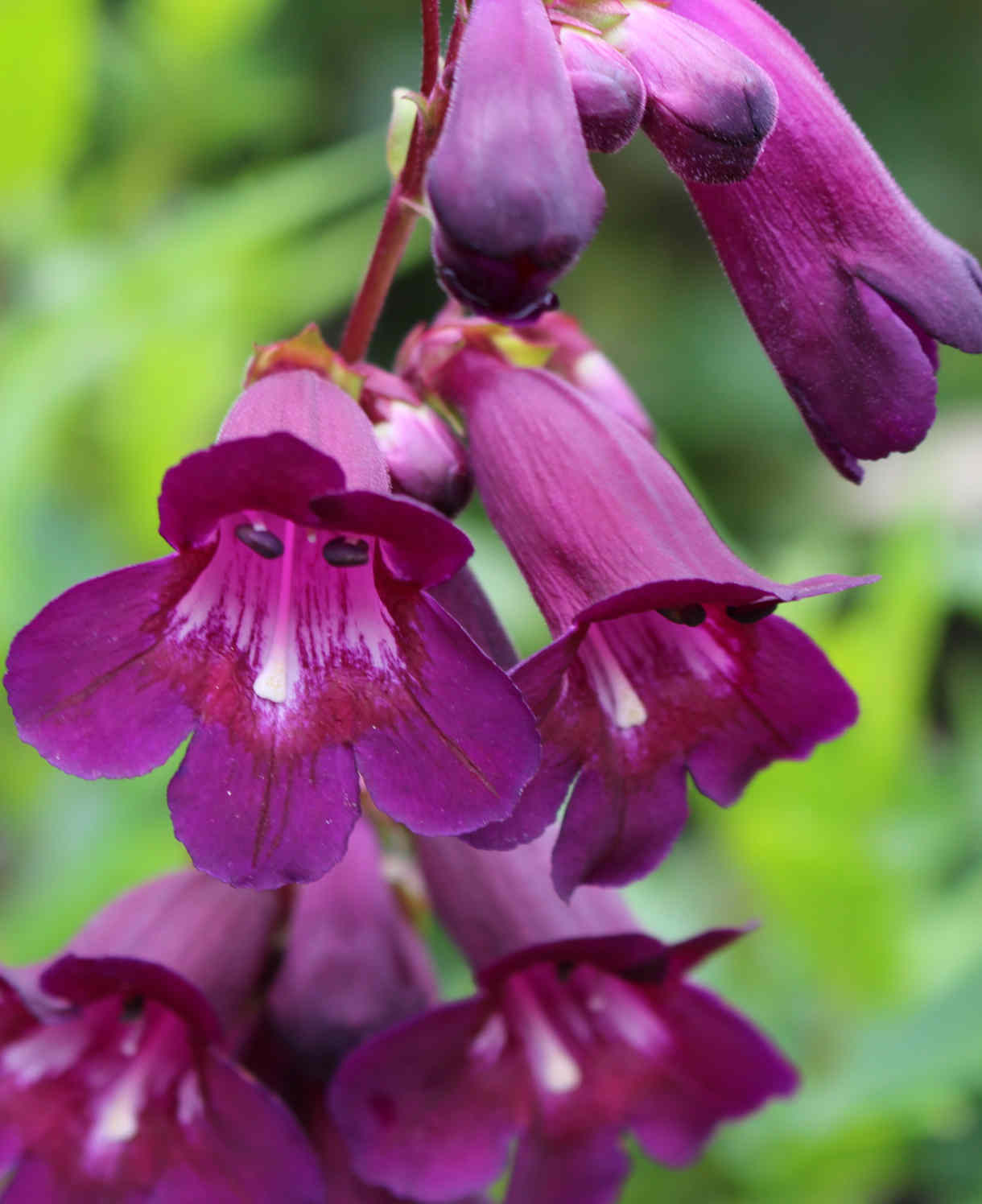 Penstemon Collection - 9cm Pots | 6 x 9cm | Mixed