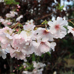 Prunus Autumnalis White Flowering Cherry Tree 5-6ft Supplied In A 7.5 Litre Pot