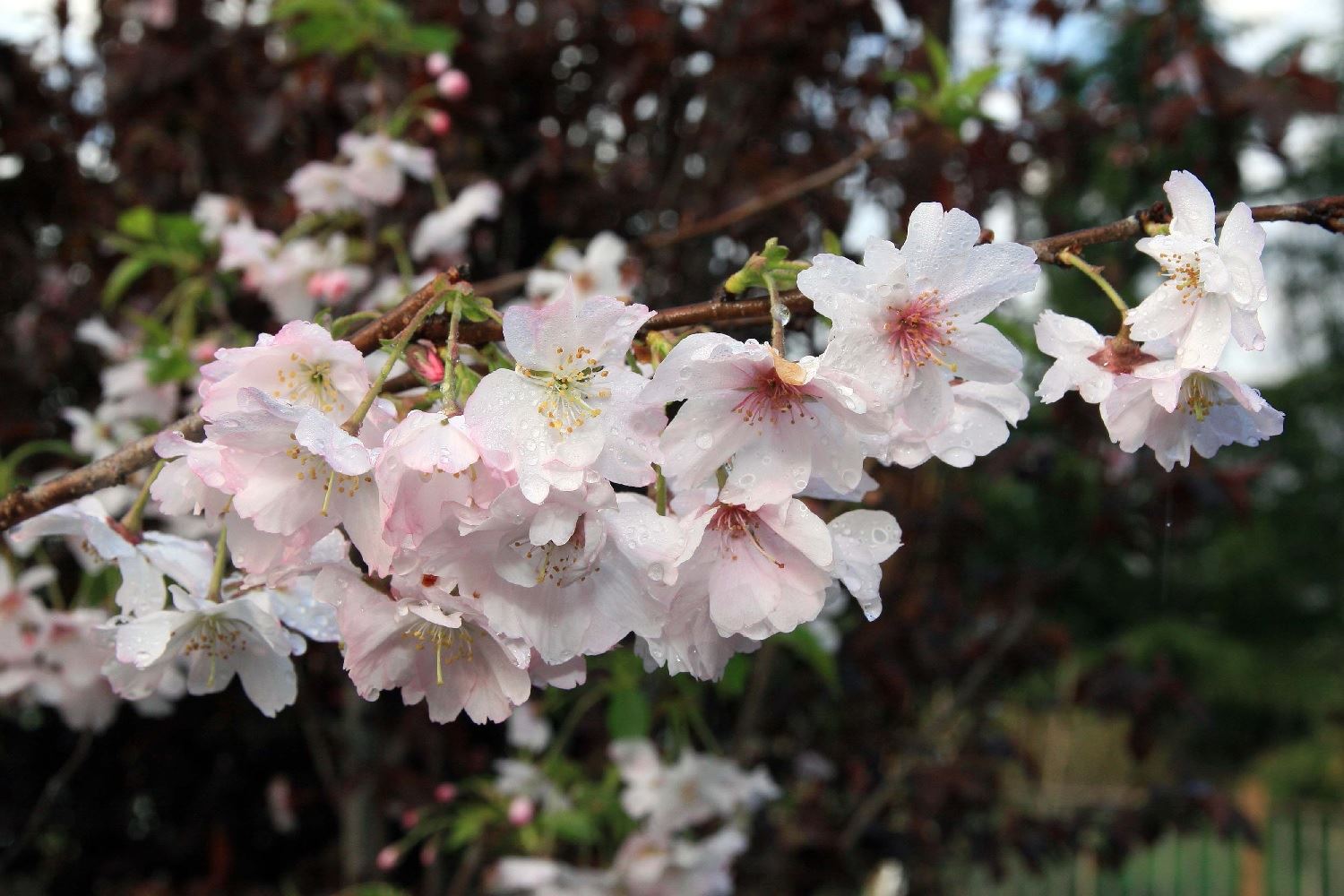 Prunus Autumnalis White Flowering Cherry Tree 5-6ft Supplied In A 7.5 Litre Pot