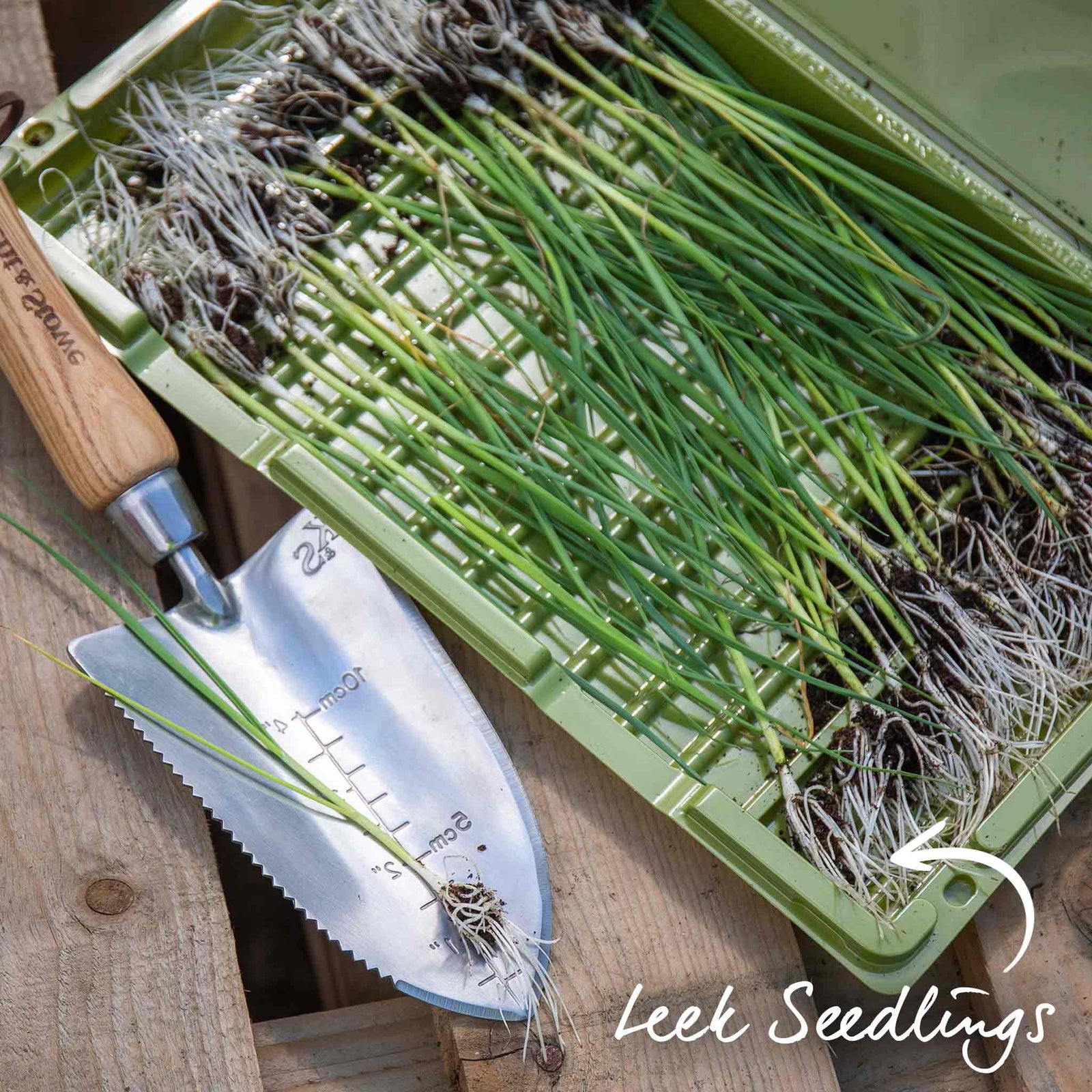 Leek 'tornado' High-yield Winter-hardy | 12 x Garden Ready Plugs | Green & White