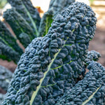 Kale Plant Cavolo Nero 'black Magic' For Uk Gardens | 16 x Pro Grower Plugs | Green