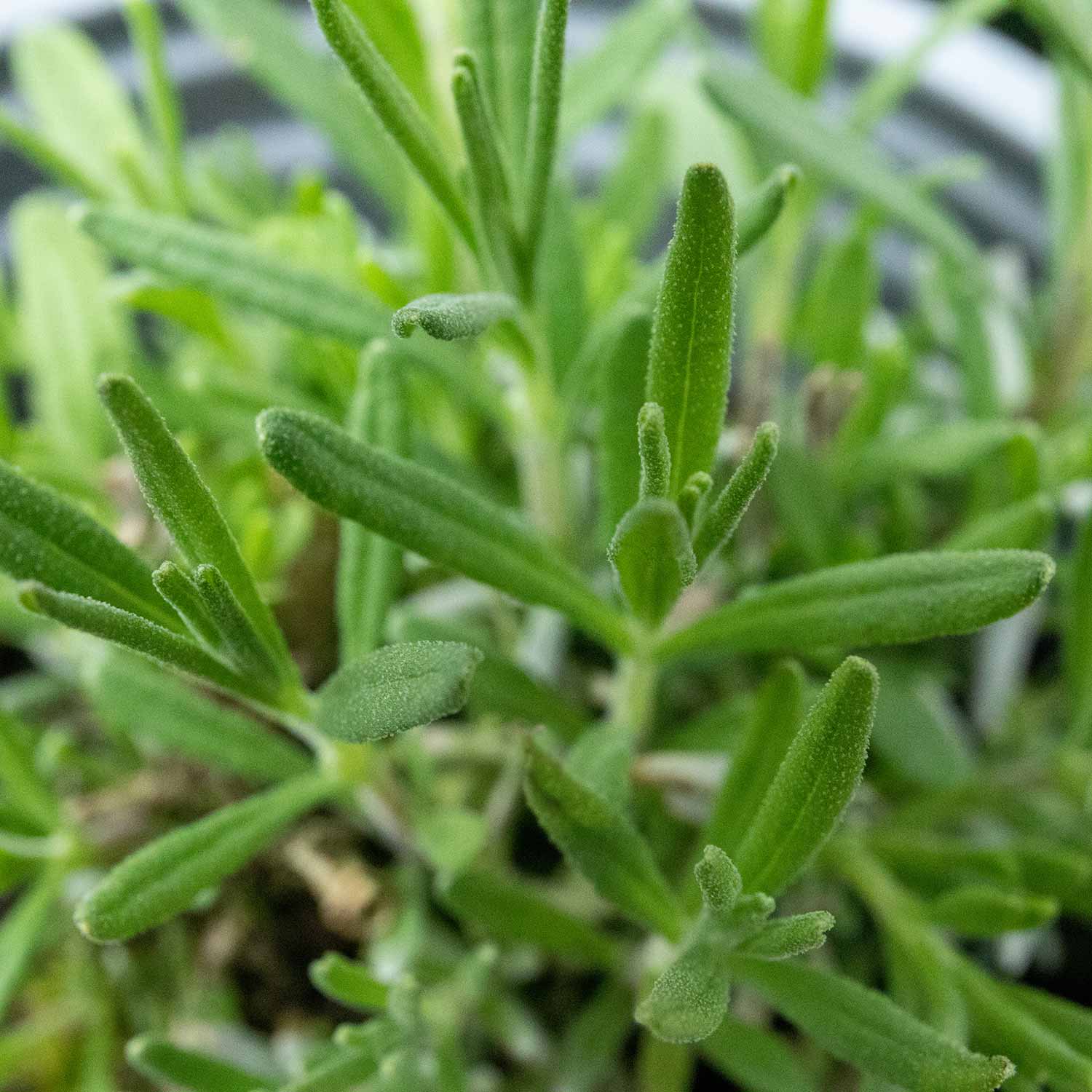 Lavender 'hidcote' Pug Plants | 9 x 9cm
