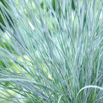 Festuca Glauca Elijah Blue - Blue Fescue Grass - 3 x 9cm Pots | 3 x 9cm | Green