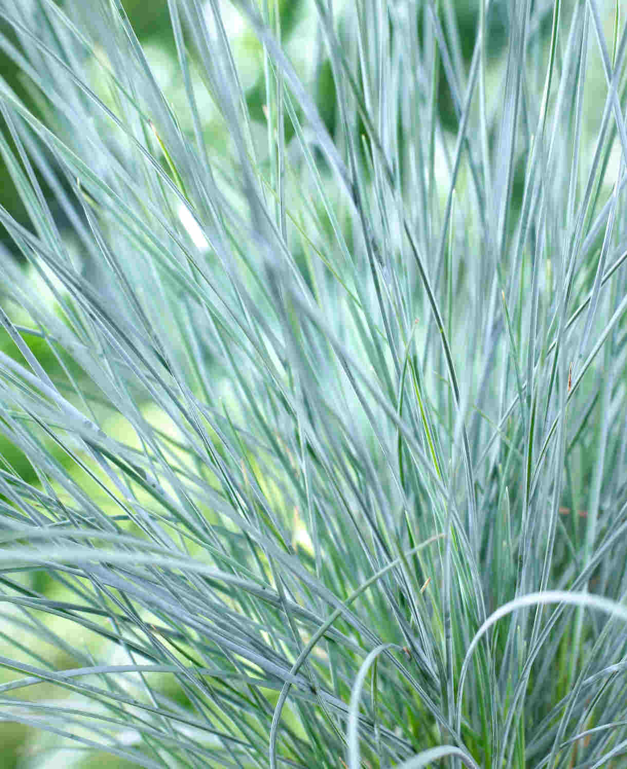 Festuca Glauca Elijah Blue - Blue Fescue Grass - 3 x 9cm Pots | 3 x 9cm | Green