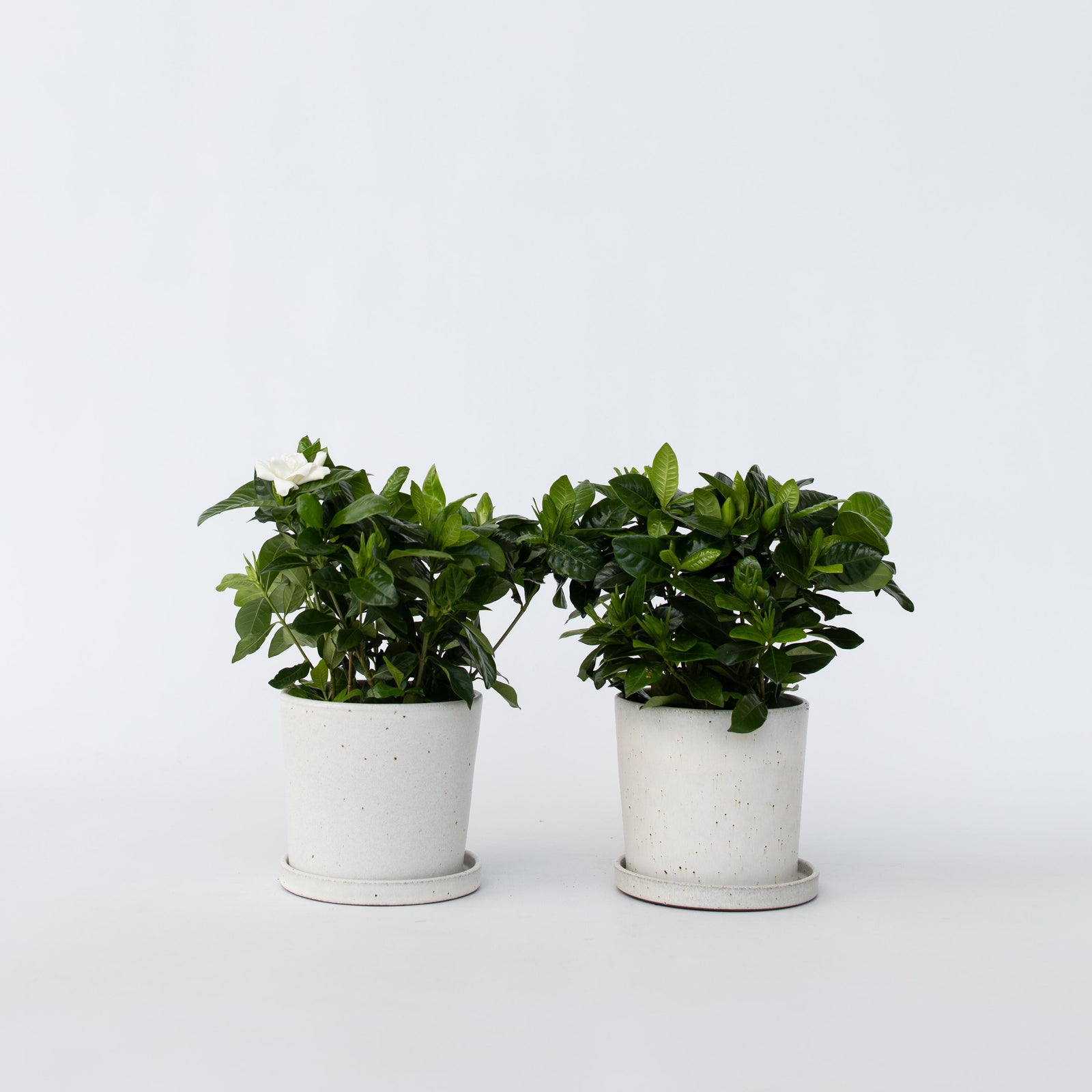 Cape Jasmine - 4 Pcs. - Gardenia Jasminoides - Height 20-30cm - ⌀13cm | Set-of-4 | White