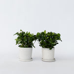 Cape Jasmine - 4 Pcs. - Gardenia Jasminoides - Height 20-30cm - ⌀13cm | Set of 4 | White