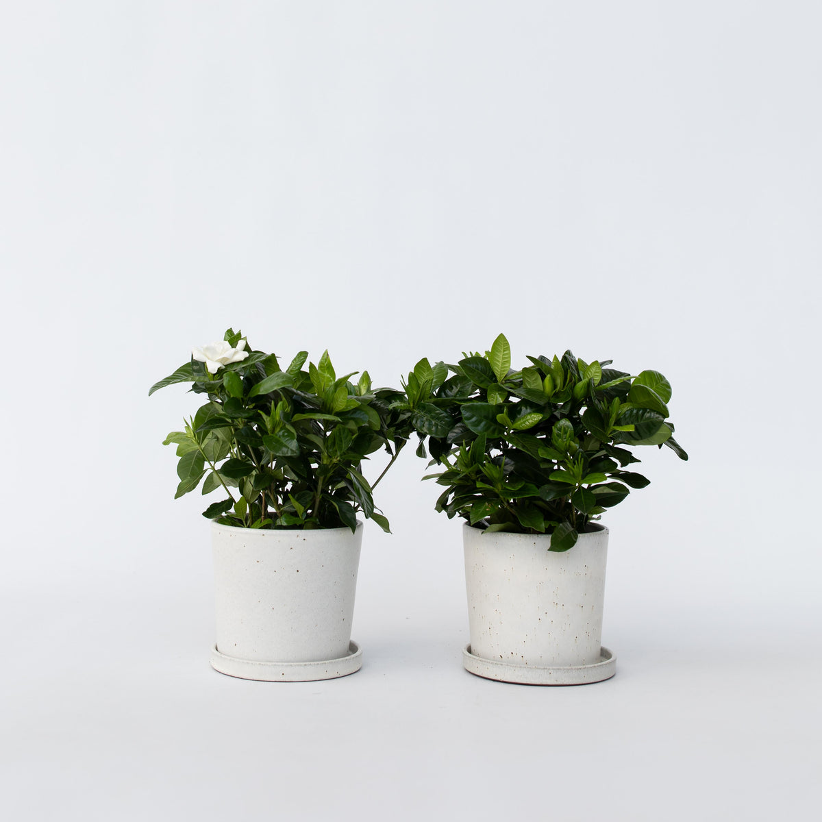 Cape Jasmine - 4 Pcs. - Gardenia Jasminoides - Height 20-30cm - ⌀13cm | Set of 4 | White