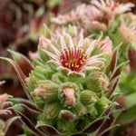 Sempervivum 'coconut Crystal' Pot - Hardy Two-tone Succulent | 1 x 9cm | Multi