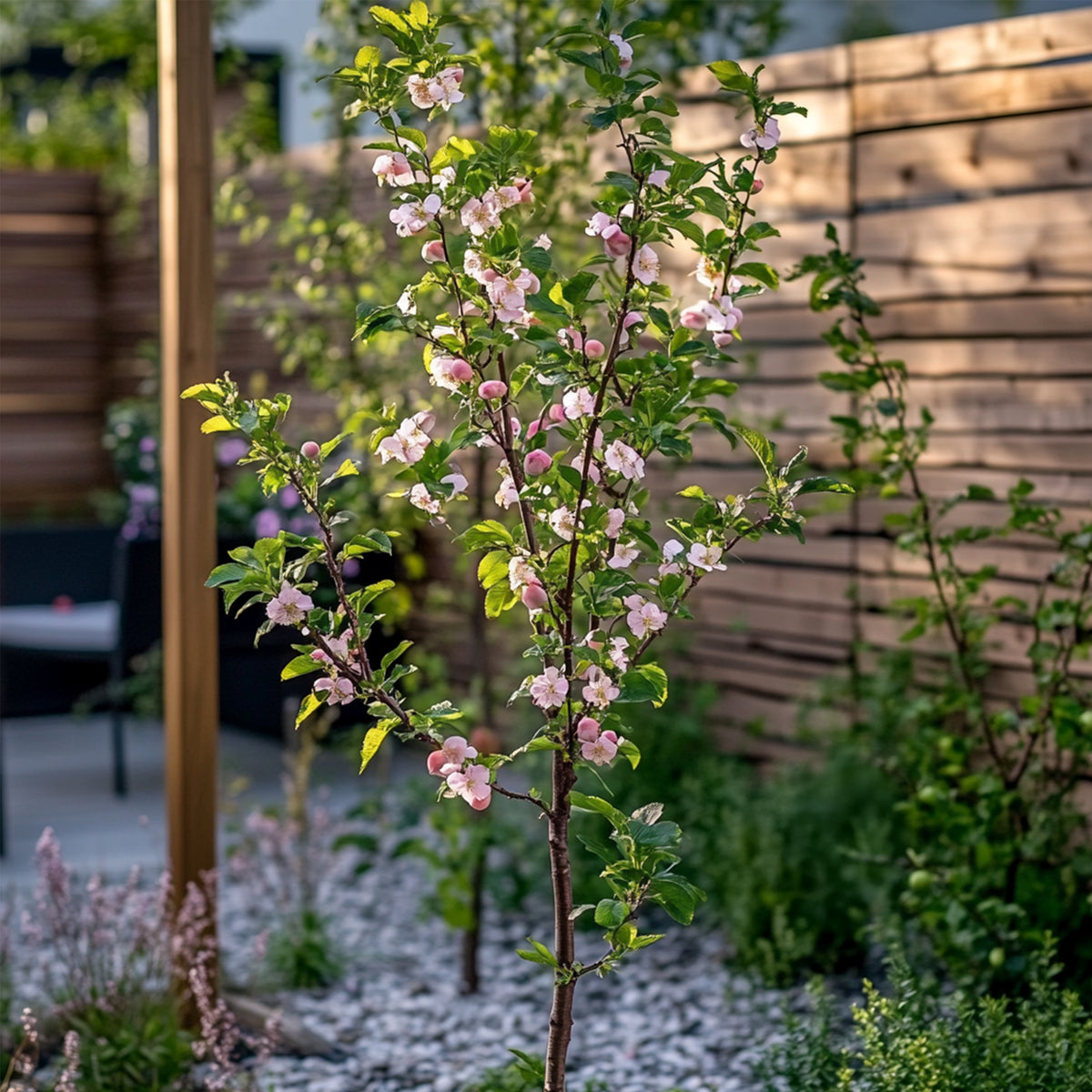 Peach Tree - Prunus Persica 'Saturne' - Height 60-70cm - ⌀15cm | Set of 2 | Pink
