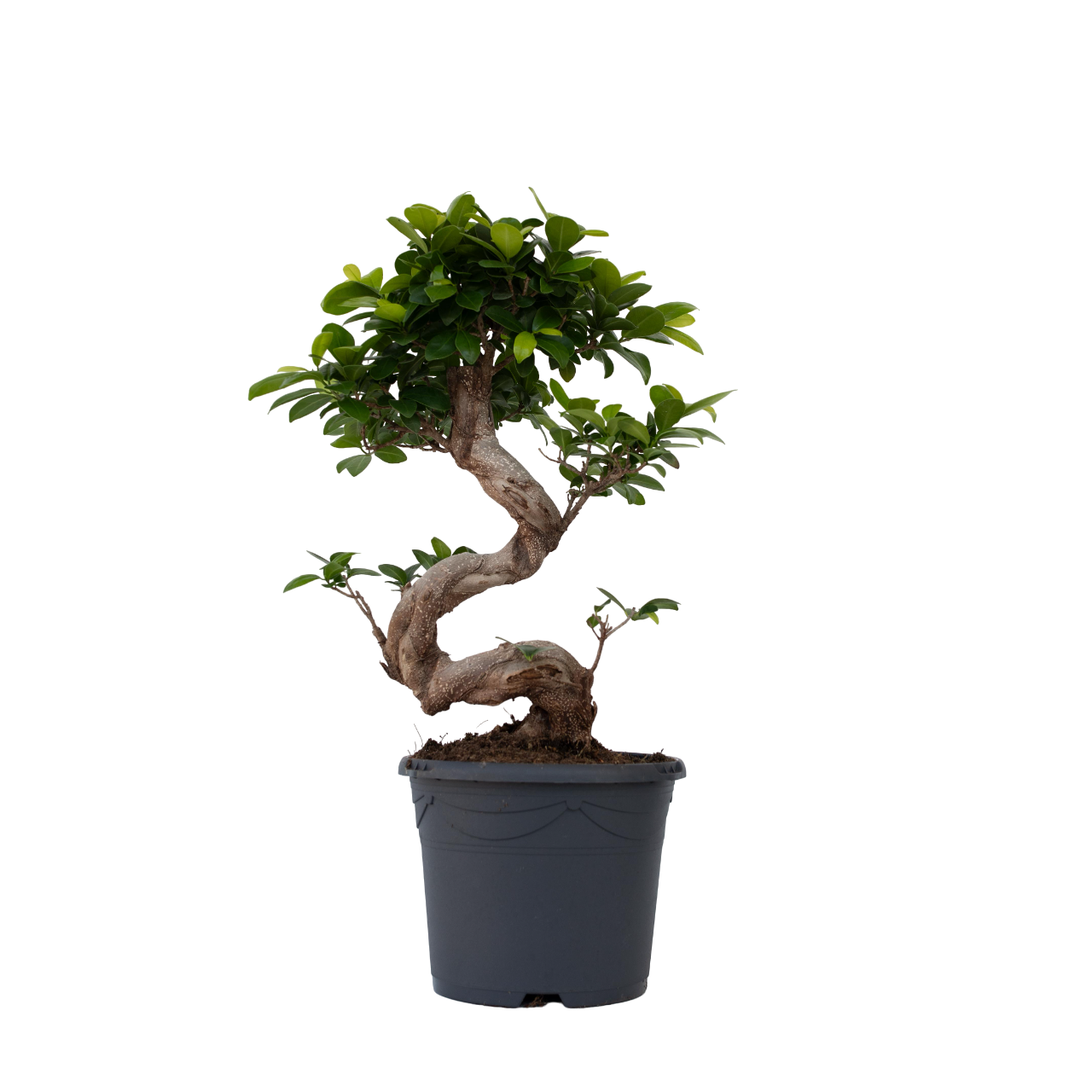 Curtain Fig - 2 Pcs. - Ficus Microcarpa 'ginseng' - Height 55-65cm - ⌀20cm | Set-of-2 | Green