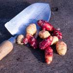 Oca (new Zealand Yam) Tubers | 5 x Bulbs | Red