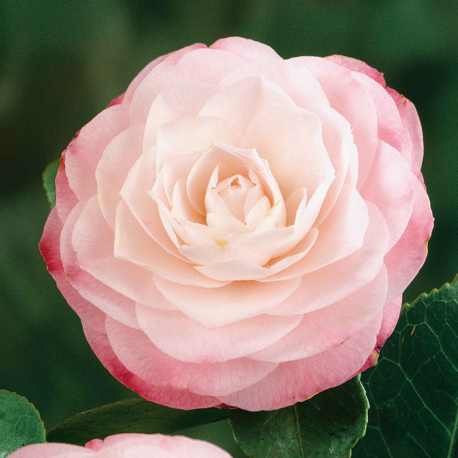 Camellia Japonica 'desire' Evergreen Shrub | 1 x 9cm | Pink & White