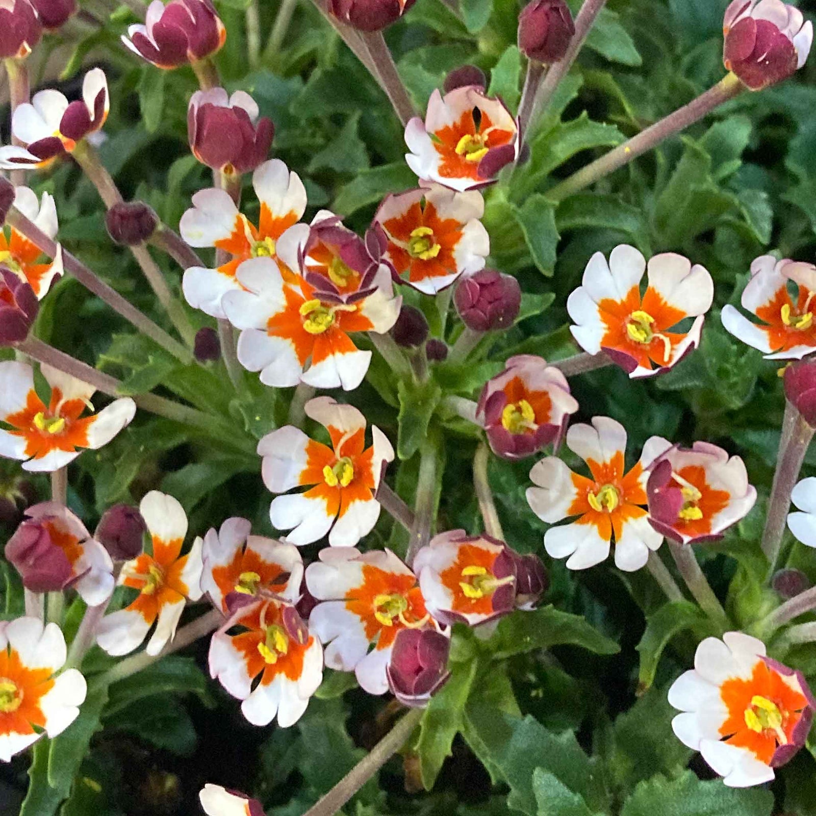 Zaluzianskya 'orange Eye' Night Phlox | 1 x 2L | Multi