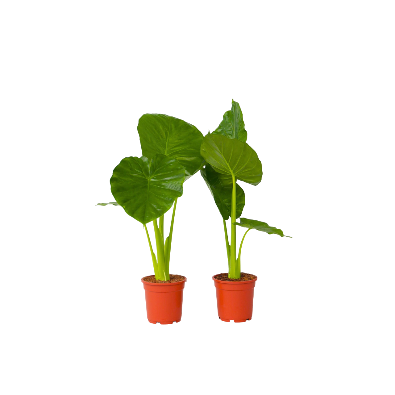 Elephant's Ear - 2 Pcs. - Alocasia 'odora' - Height 55-75cm - ⌀17cm | Set of 2 | Pink