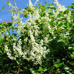 Hayloft Polygonum Aubertii - Russian Vine - 9cm pot