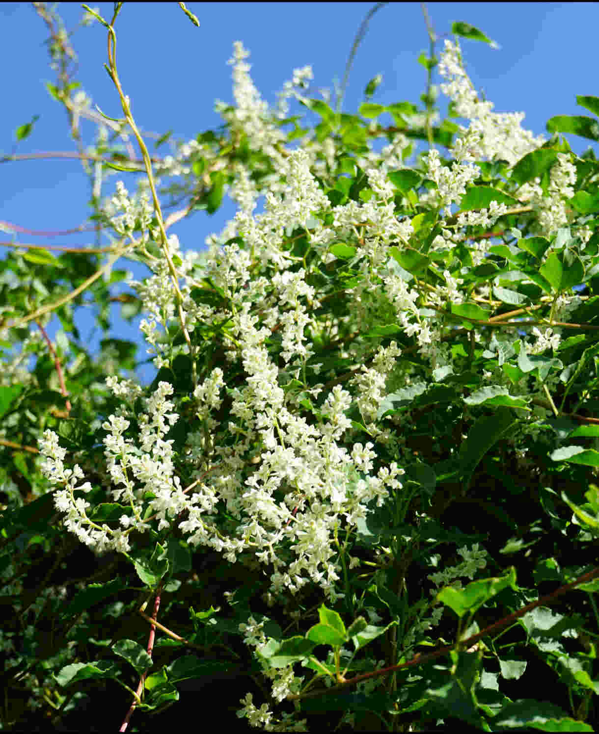 Hayloft Polygonum Aubertii - Russian Vine - 9cm pot