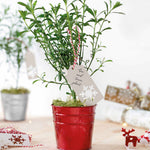 Gin & Tonic Plant In A Red Pot - Scented Blooms And Aromatic Foliage With The Essence Of A Favourite Tipple